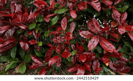 Bush with red leafs wallapper, 16:9 screen Royalty-Free Stock Photo #2442510429
