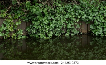 Ivy plant above lake wallapper, 16:9 screen Royalty-Free Stock Photo #2442510673