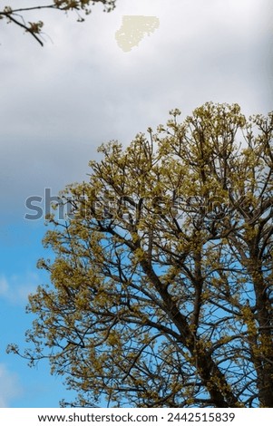 A tree against a sky with clouds