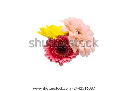 gerbera flowers isolated on a white background.