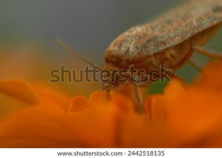 Butterfly (Noctua) of the Noctuidae family on an orange marigold flower. Macro photo.
