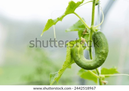 crooked cucumber, deformation of cucumber fruits, crocheted vegetable, micronutrient deficiency, copy space. Royalty-Free Stock Photo #2442518967