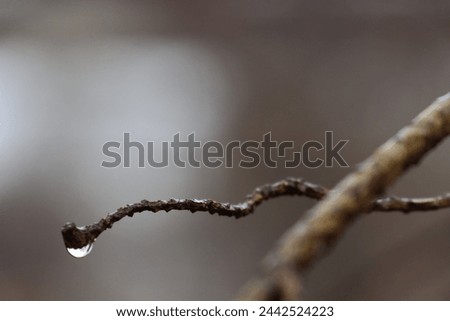 Negative Space Nature Pictures. Clear and beautiful raindrop on beautiful branches in nature. Prefect daylight. The ultimate wallpaper. GoranOfSweden Royalty-Free Stock Photo #2442524223