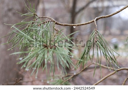 Clear and beautiful raindrops on beautiful pine branches in nature. Prefect daylight. The ultimate wallpaper. GoranOfSweden