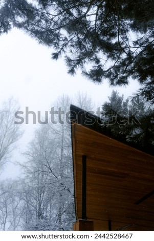 snowy pine forest in winter snow winter nature trees