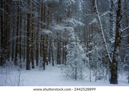 fir snowy pine forest in winter snow winter nature trees