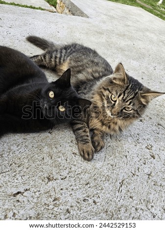 A tabby puffy cat and a black cat are lying down