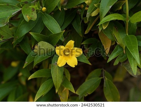 close up of yellow jessamine plant Royalty-Free Stock Photo #2442530521