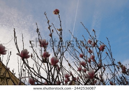 Blühende Magnolie, rosa Magnolienblüten, Baumblüten, sonniger Frühlingstag im Garten, gute Frühlingsstimmung, Postkarte