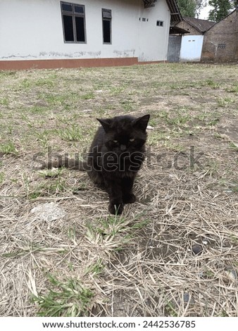 a black cat standing in the middle of a grass field with sharp folds