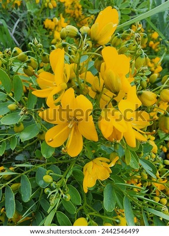 yellow orange flowers blooming in Ventura California 