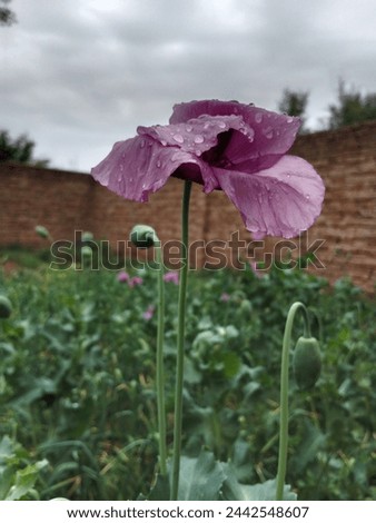 

The poppy flower in the picture is vibrant red with delicate, papery petals. Its center is adorned with a cluster of dark stamens surrounded by a petal.