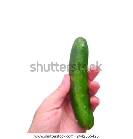 cucumber Hand holding stock Image isolated on White background.