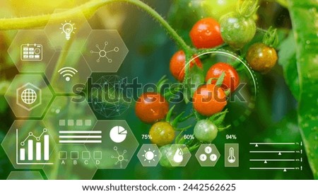 Tomatoes in greenhouse with infographics, Smart farming and precision agriculture 4.0 with visual icon, digital technology agriculture and smart farming concept.