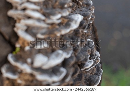 Eucalyptus fungus on rotting tree trunk