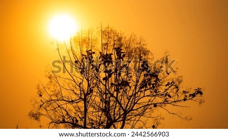 sunset in the orange sky with tree silhouette, beautiful photo digital picture