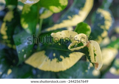Yellow green croton leaves grow abundantly in the garden
