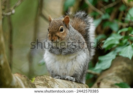 Grey Squirrel sat on tree