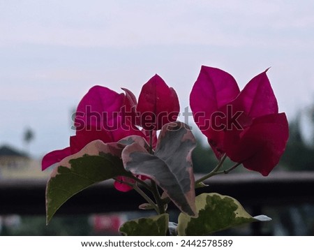Vibrant pink bougainvillea blooms stand out against a dusky sky, symbolizing tropical beauty in the fading evening light. Royalty-Free Stock Photo #2442578589