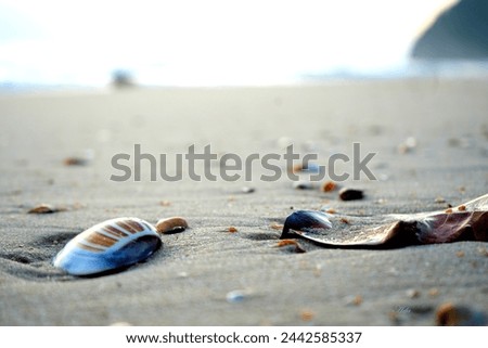 aesthetic seashells. islands and beach screensaver