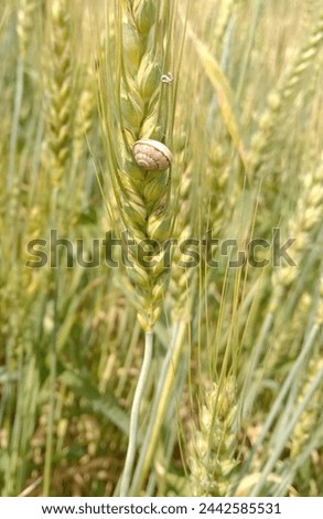 beautiful crop field nature nestled snail wheat gastropod molluscs Royalty-Free Stock Photo #2442585531
