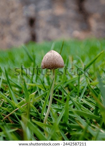 This picture shows the little mushroom 🍄