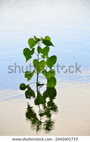 Picture of plants emerging from the water due to flooding in the area. Plants emerging from the water make people who see this picture feel calm.