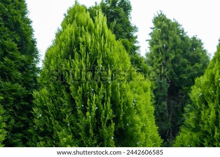 Thuja emerald coniferous tree close up Royalty-Free Stock Photo #2442606585