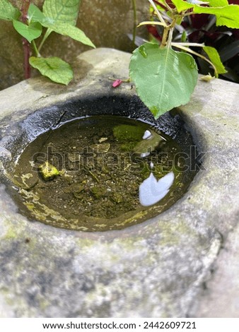 water that is stagnant on a rock with a hole because it has been the rainy season for several days and several plants have grown around it