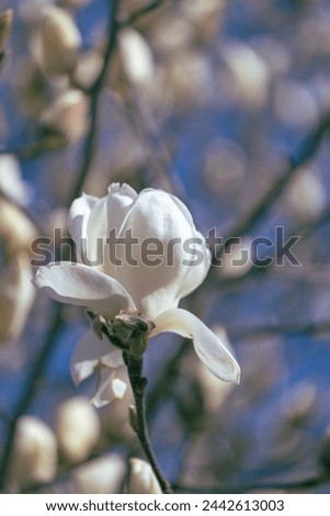 Yulan magnolia flowers are in bloom under the blue sky. Scientific name is Magnolia denudata.