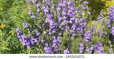 Consolida Ajasis is a Ranunculaceae family flowering plant. It's a Eurasian native flowering plant. It is also known Rocket Larkspur and Doubtful Knight's Spur. Royalty-Free Stock Photo #2442616211