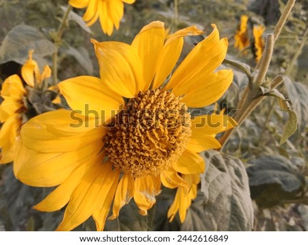 beautiful yellow flower .
beautiful picture of sunflower 🌻.awesome view of flower plant 