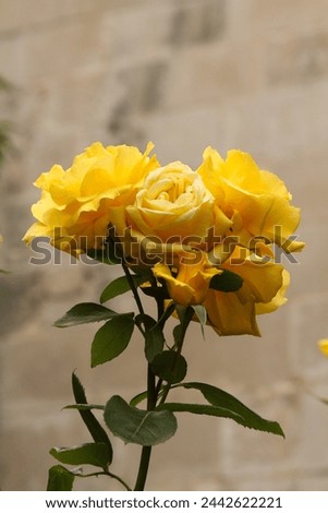 Portrait of a single yellow rose