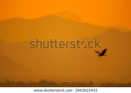 Detail of the bird flying on sunset