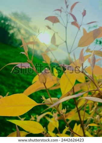 Sun Rising.It is very AMAZING MOMENT  and SCENE.
try this pic beacuse it very COOL. Royalty-Free Stock Photo #2442626423