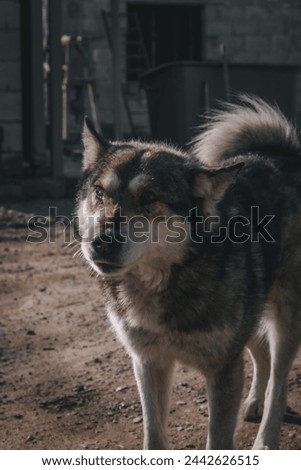 Beautiful guard dog in the village