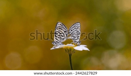 tiny butterflies mating on daisies, Little Tiger Blue, Tarucus balkanicus