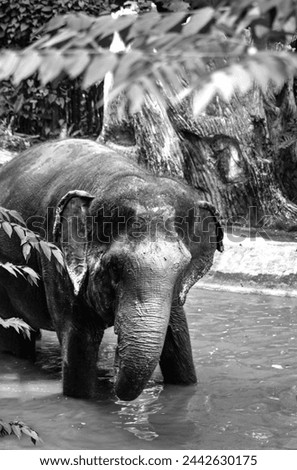 Black and white fine art travel photography of a playful Asian elephant playing in mud at an elephant sanctuary located in Phuket Thailand. 