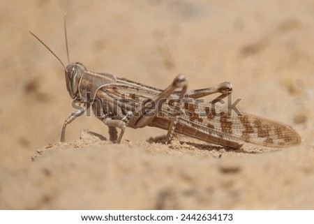 Desert locust (Schistocerca gregaria) short-horned grasshopper Royalty-Free Stock Photo #2442634173