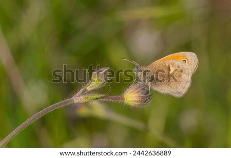 little butterfly on the flower, Small Heath, Coenonympha pamphilus Royalty-Free Stock Photo #2442636889