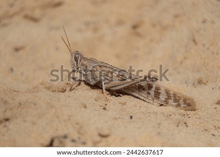 Desert locust (Schistocerca gregaria) short-horned grasshopper Royalty-Free Stock Photo #2442637617