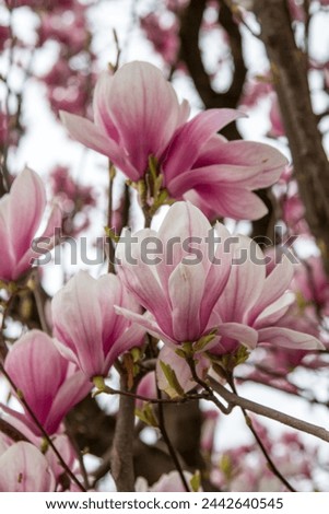 Magnolia blooms in early spring in cloudy weather