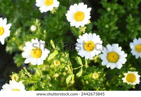 Oxeye daisy (Leucanthemum vulgare) blooming in spring, Garden daisies on a natural background. Flowering of daisies. Oxeye daisy, Daisies, Dox-eye, Common daisy, Moon daisy. Gardening concept Royalty-Free Stock Photo #2442673845