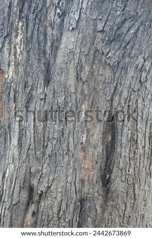 Old tree texture. Bark pattern, For background wood work, Bark of brown hardwood, thick bark hardwood, residential house wood. nature, tree, bark, hardwood, trunk, tree , tree trunk close up texture Royalty-Free Stock Photo #2442673869