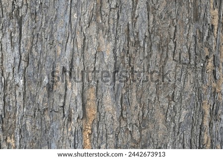 Old tree texture. Bark pattern, For background wood work, Bark of brown hardwood, thick bark hardwood, residential house wood. nature, tree, bark, hardwood, trunk, tree , tree trunk close up texture Royalty-Free Stock Photo #2442673913