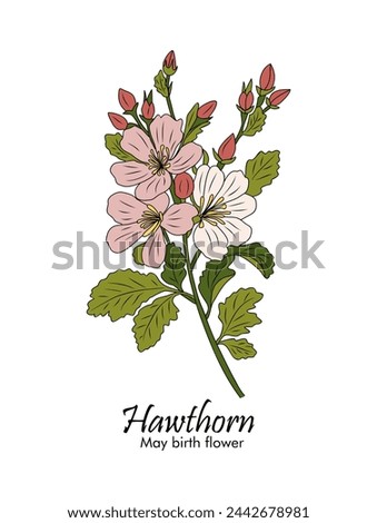 Hawthorn colored outline drawing vector on white.