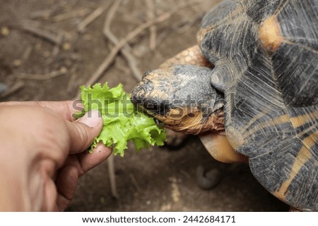 Portrait of radiated tortoise,The radiated tortoise eating flower ,Tortoise sunbathe on ground with his protective shell ,cute animal ,Astrochelys radiata ,The radiatedtortoise from Madagascar
