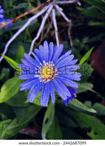 European Michaelmas-daisy blue color flower Royalty-Free Stock Photo #2442687099