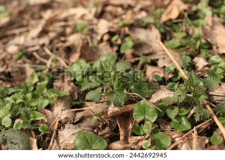 Young nettles in spring. Nettle leaves. Top view of the photo. Botanical pattern. Greenery common nettle.