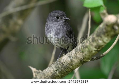 The North Island robin (Petroica longipes) (Māori: toutouwai) is a species of Australasian robin endemic to the North Island of New Zealand Royalty-Free Stock Photo #2442695819